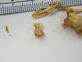Media type: image;   Herpetology R-6675